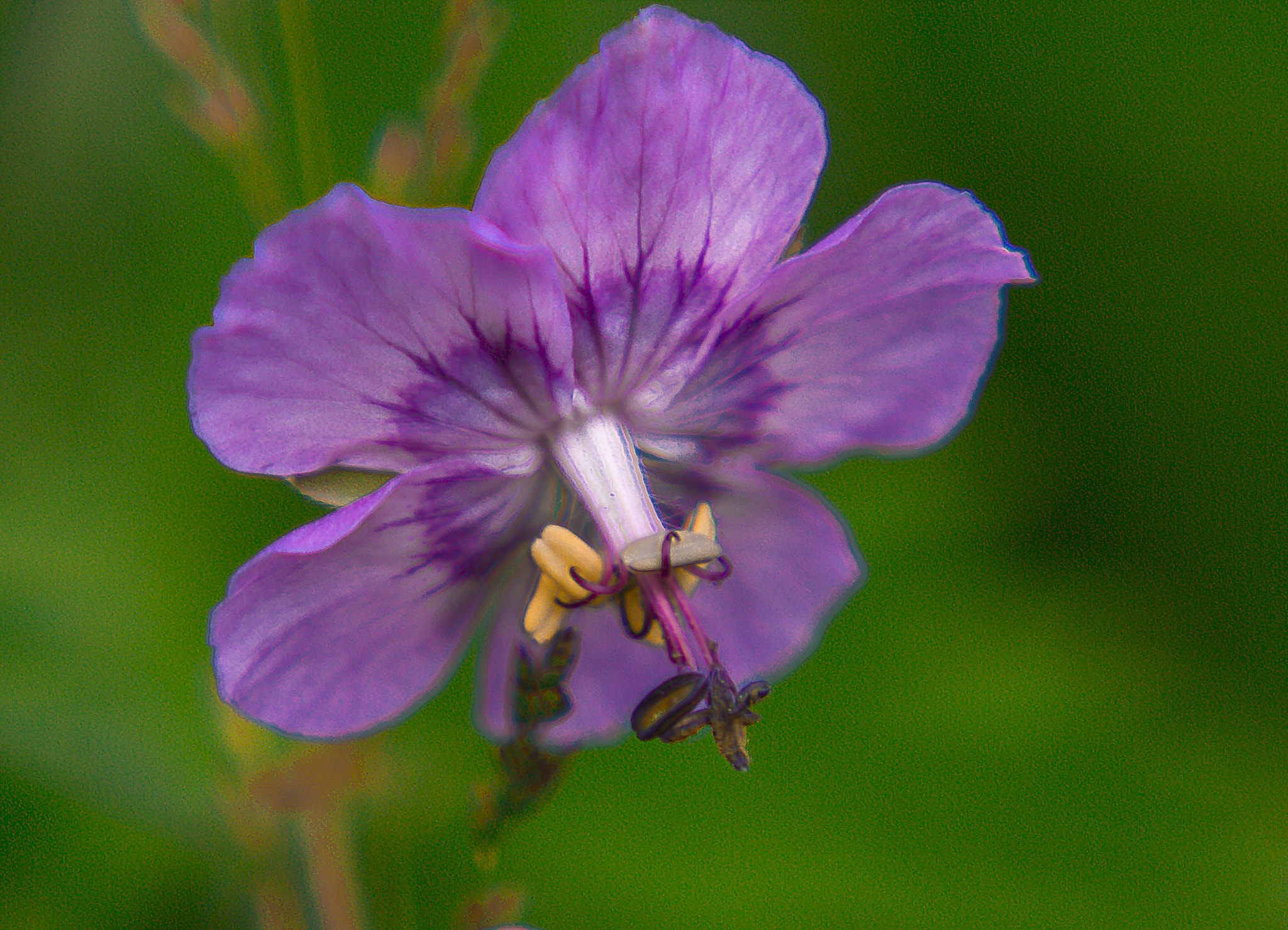 Canon EOS 70D + EF75-300mm f/4-5.6 sample photo