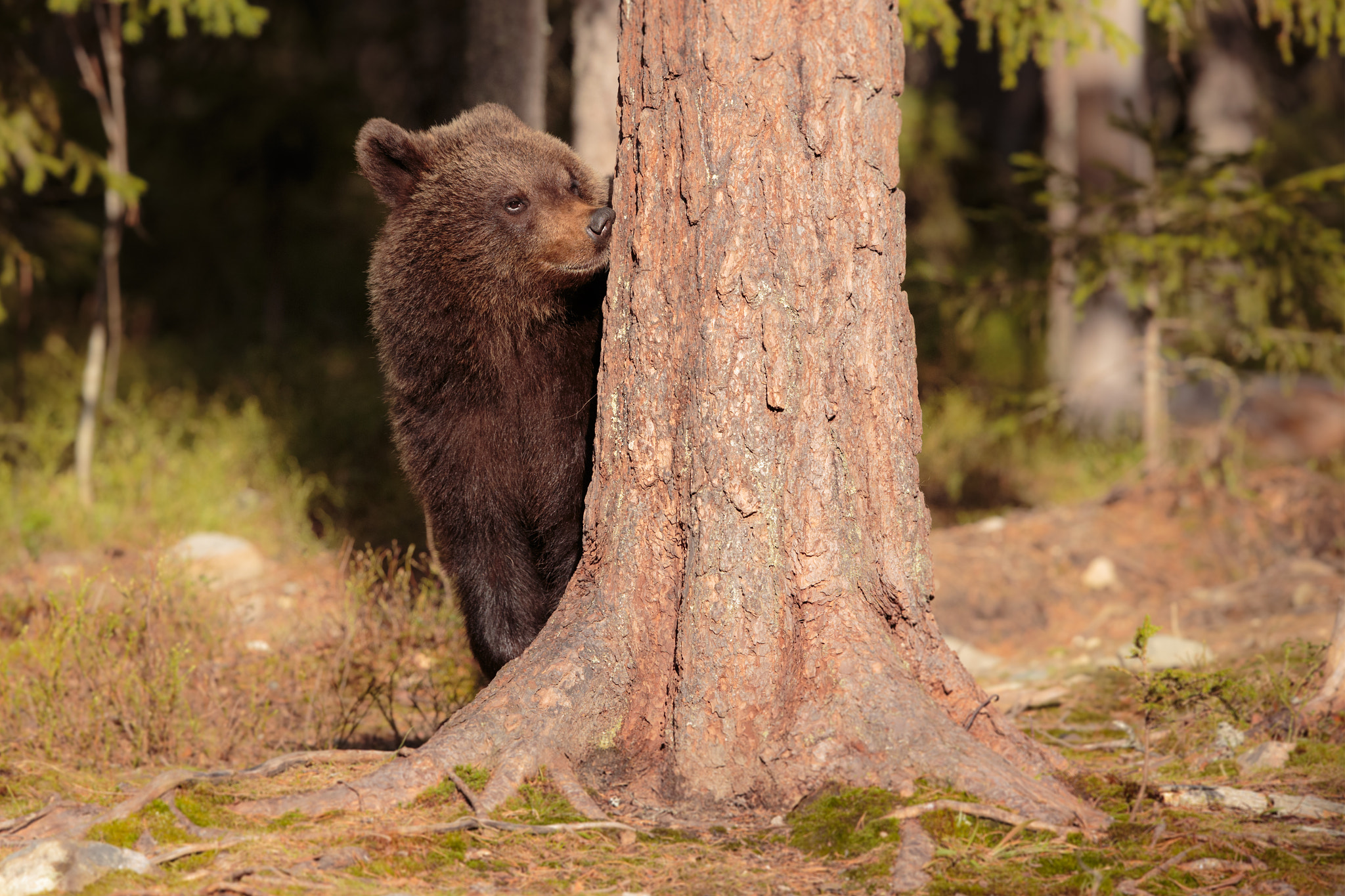 Canon EOS-1D X + Canon EF 500mm F4L IS II USM sample photo. Wild brown bear cub photography