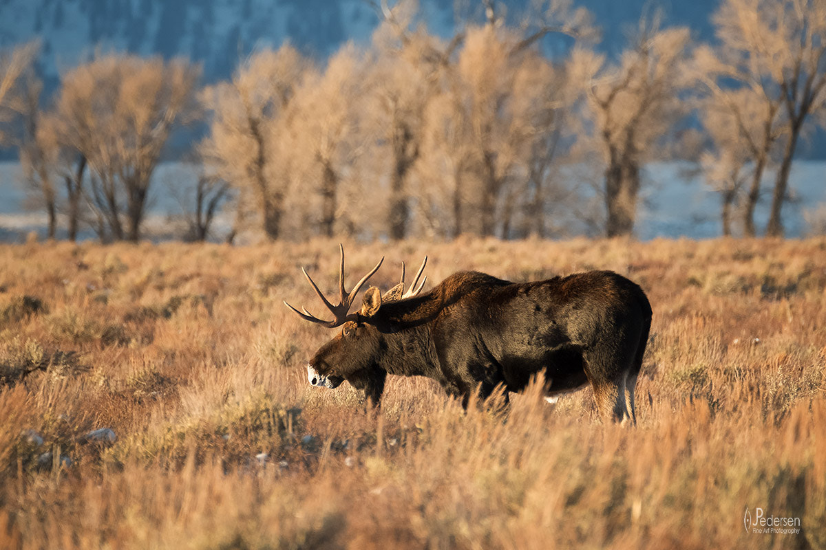 Fujifilm X-T2 sample photo. Winter moose photography