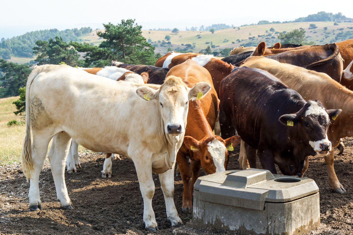 Sony DT 18-200mm F3.5-6.3 sample photo. Mols bjerge cows photography