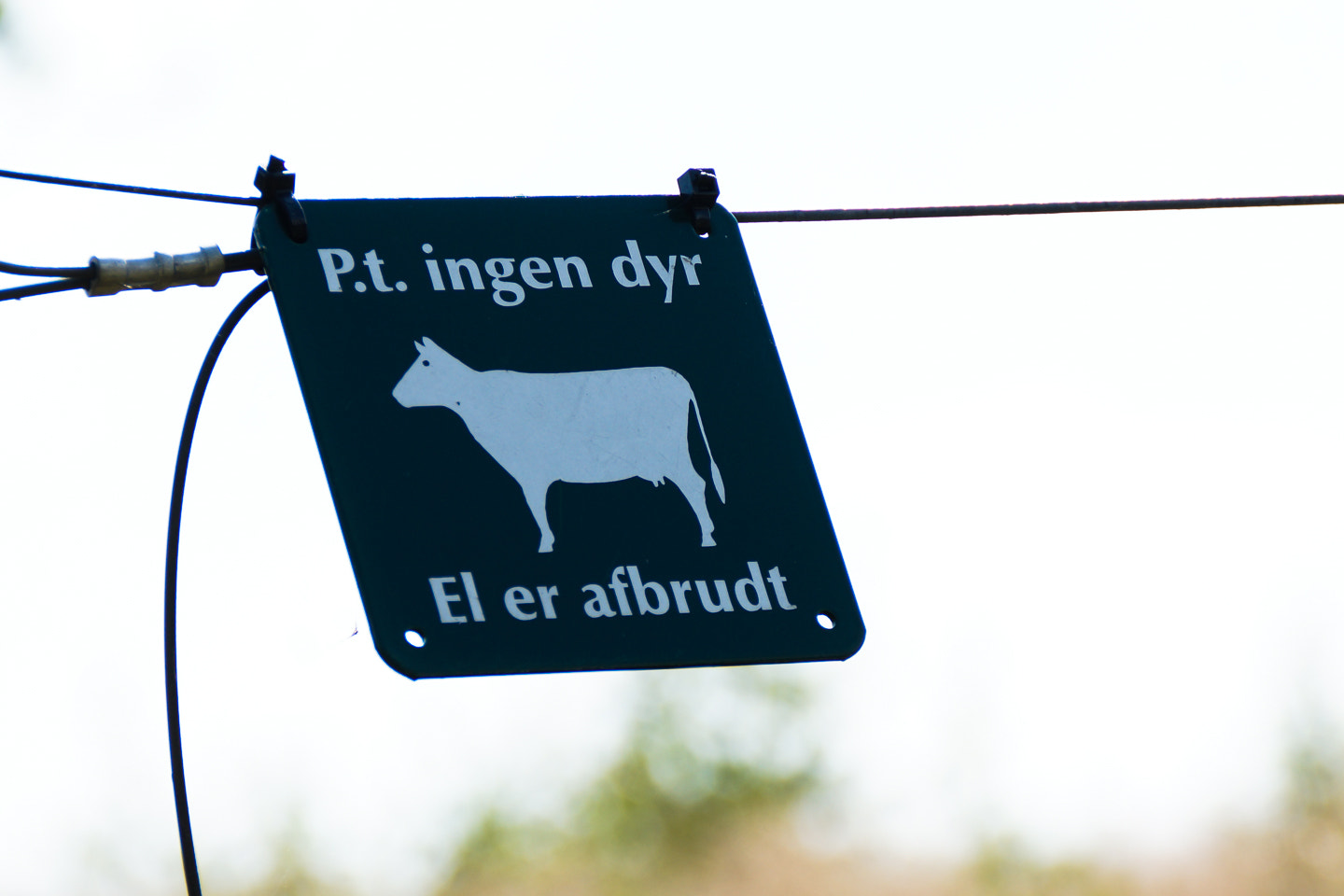 Sony DT 18-200mm F3.5-6.3 sample photo. Entering cow territory photography