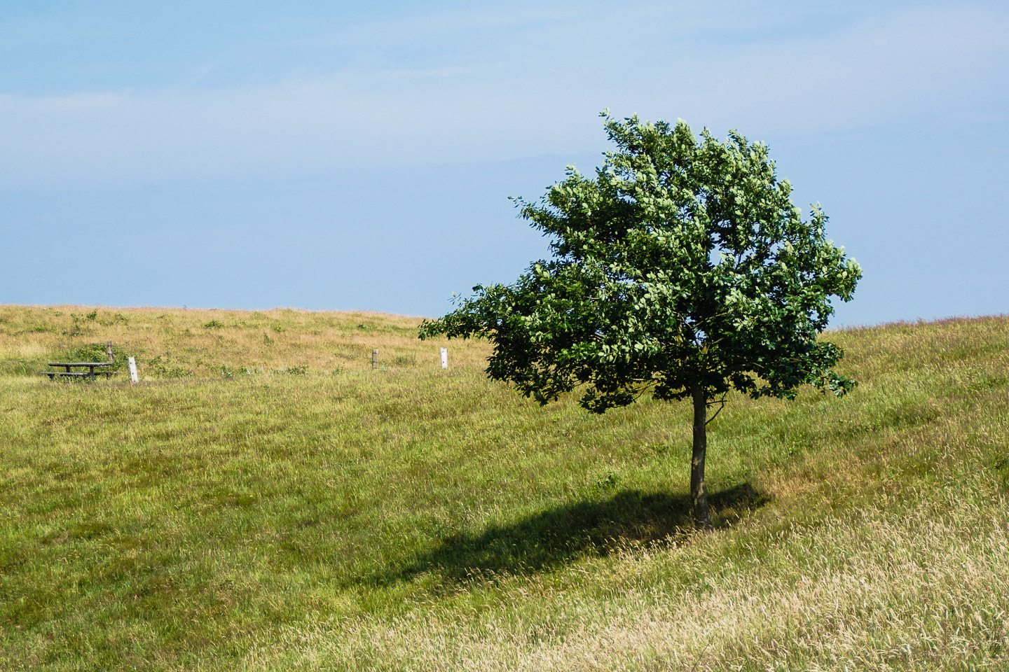 Sony DT 18-200mm F3.5-6.3 sample photo. Tree photography