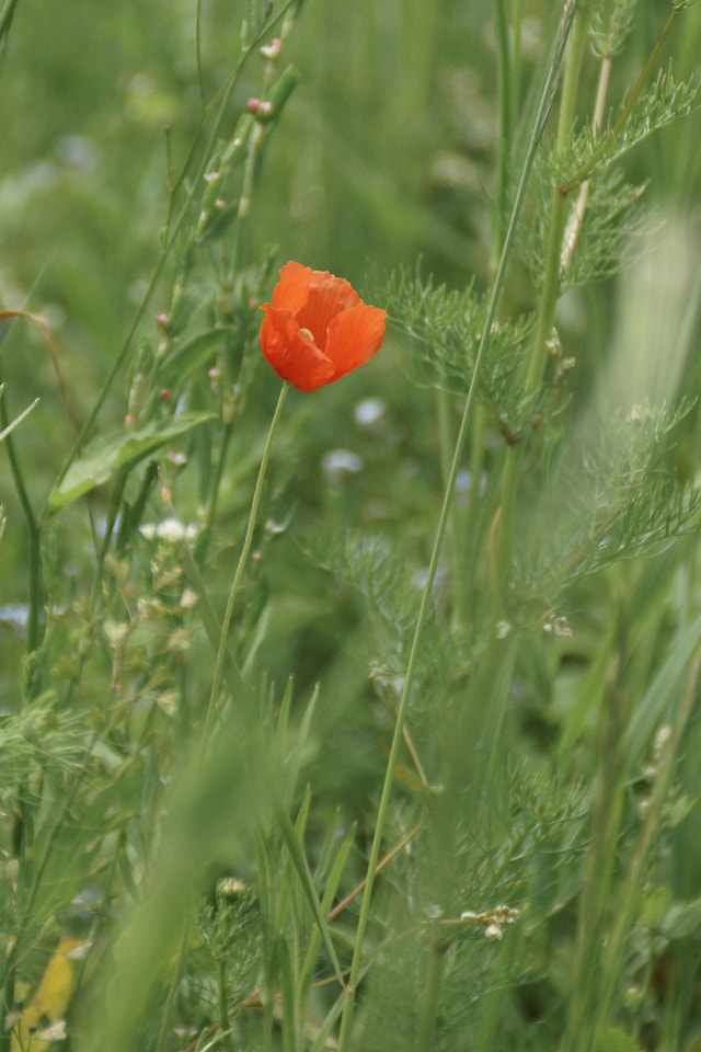 Sony DT 18-200mm F3.5-6.3 sample photo. Bright photography