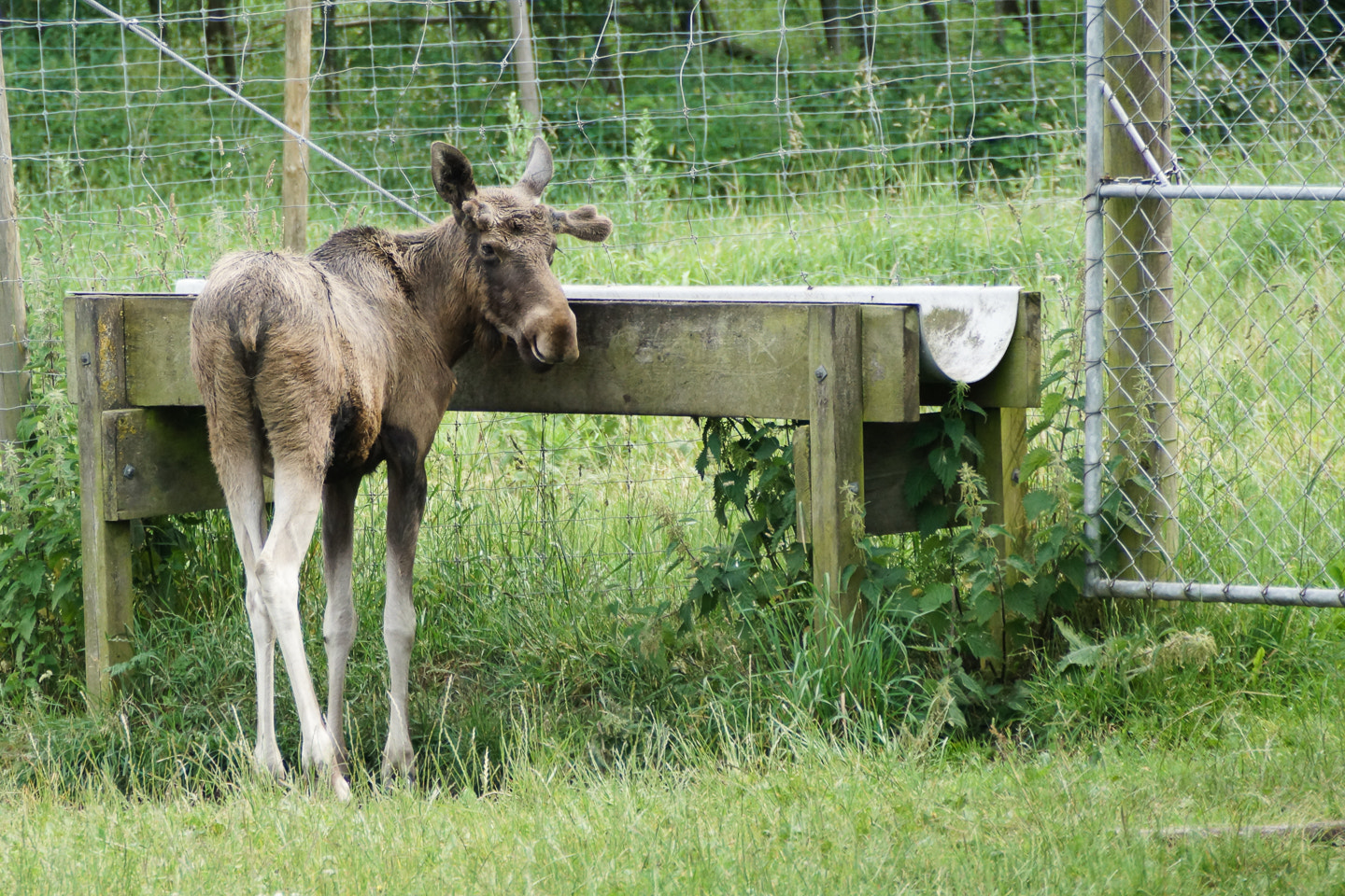 Sony DT 18-200mm F3.5-6.3 sample photo. Baby moose photography