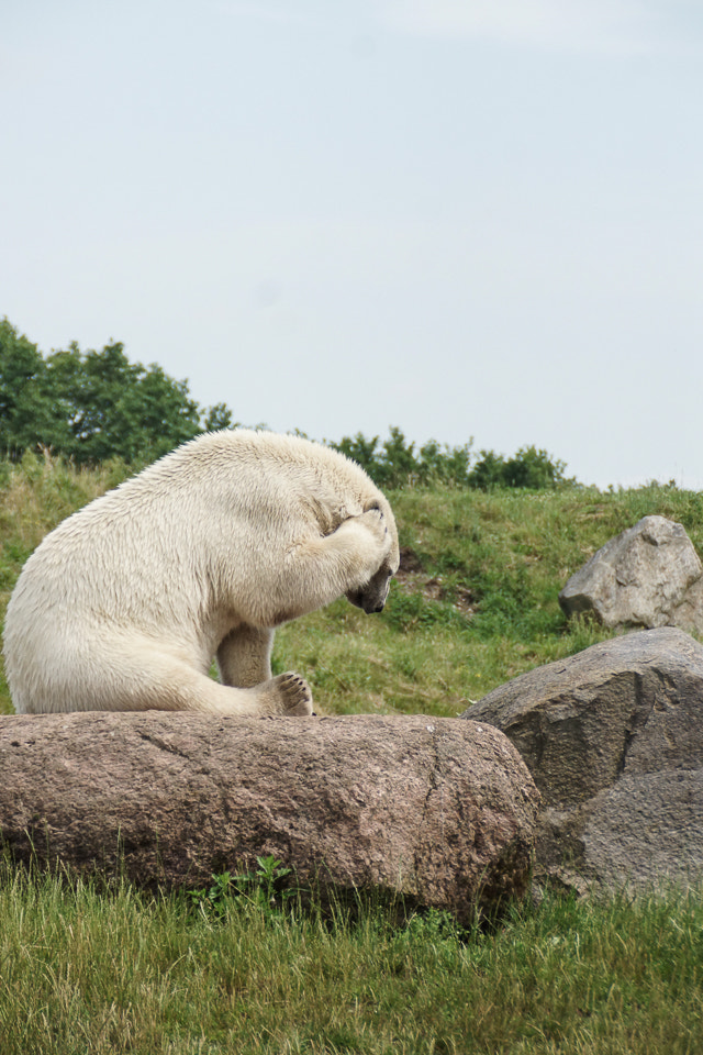 Sony DT 18-200mm F3.5-6.3 sample photo. Bashful photography