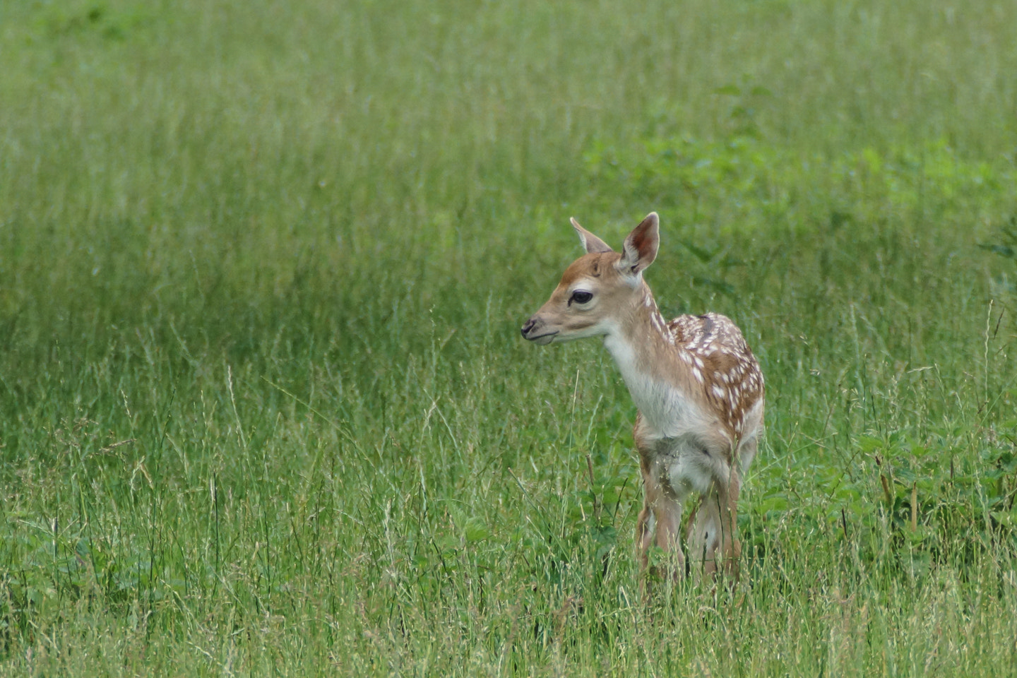 Sony DT 18-200mm F3.5-6.3 sample photo. Baby deer photography