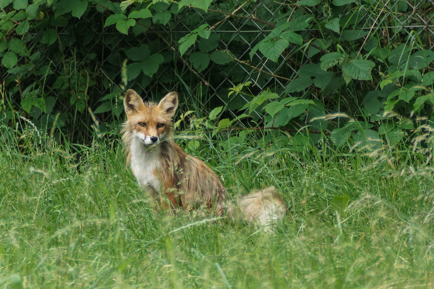Sony DT 18-200mm F3.5-6.3 sample photo. Fox photography