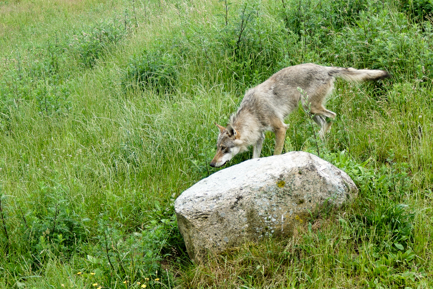 Sony DT 18-200mm F3.5-6.3 sample photo. Hunting photography