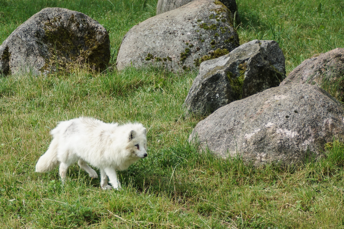 Sony DT 18-200mm F3.5-6.3 sample photo. Fluff photography