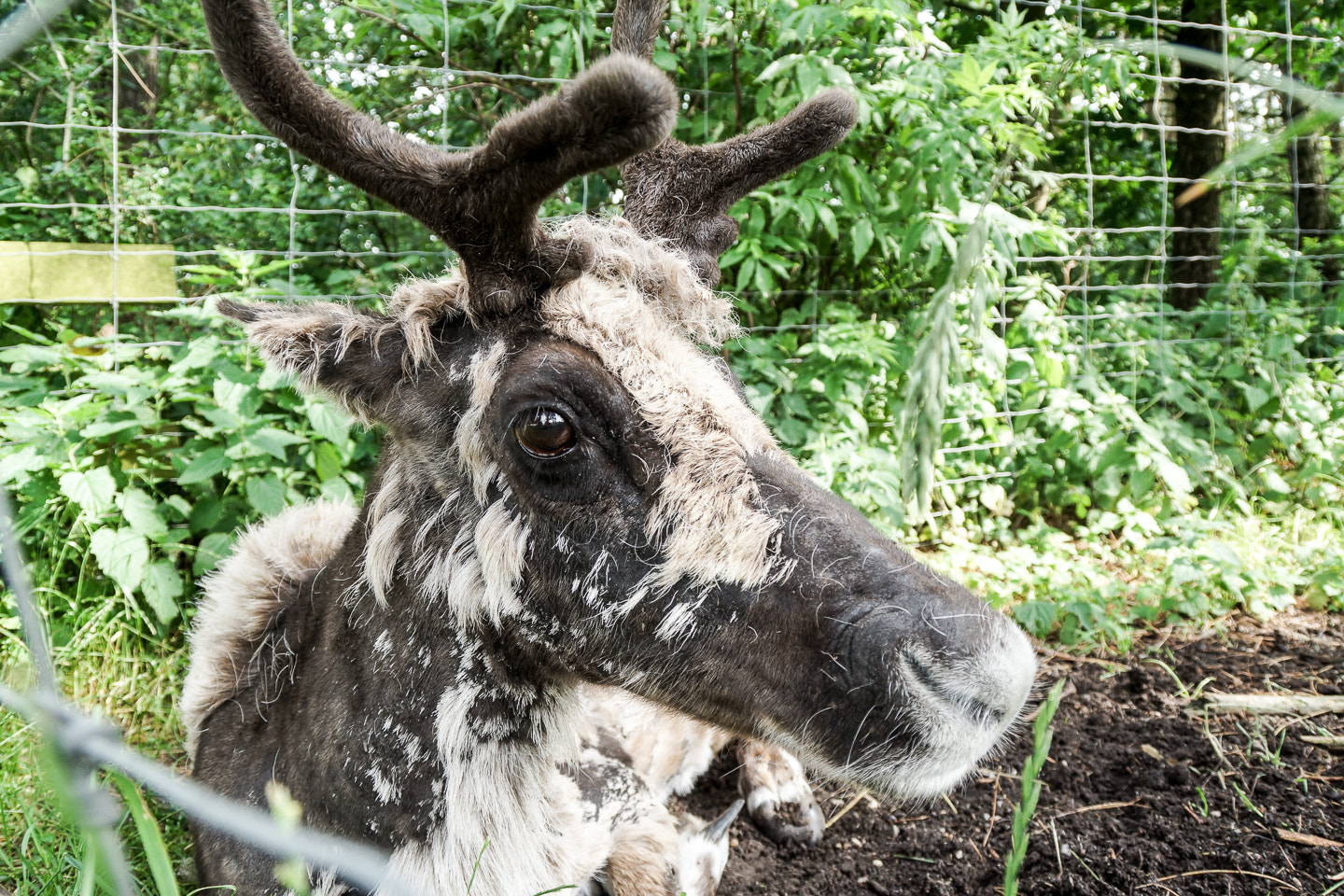 Sony SLT-A77 sample photo. Patchy caribou photography