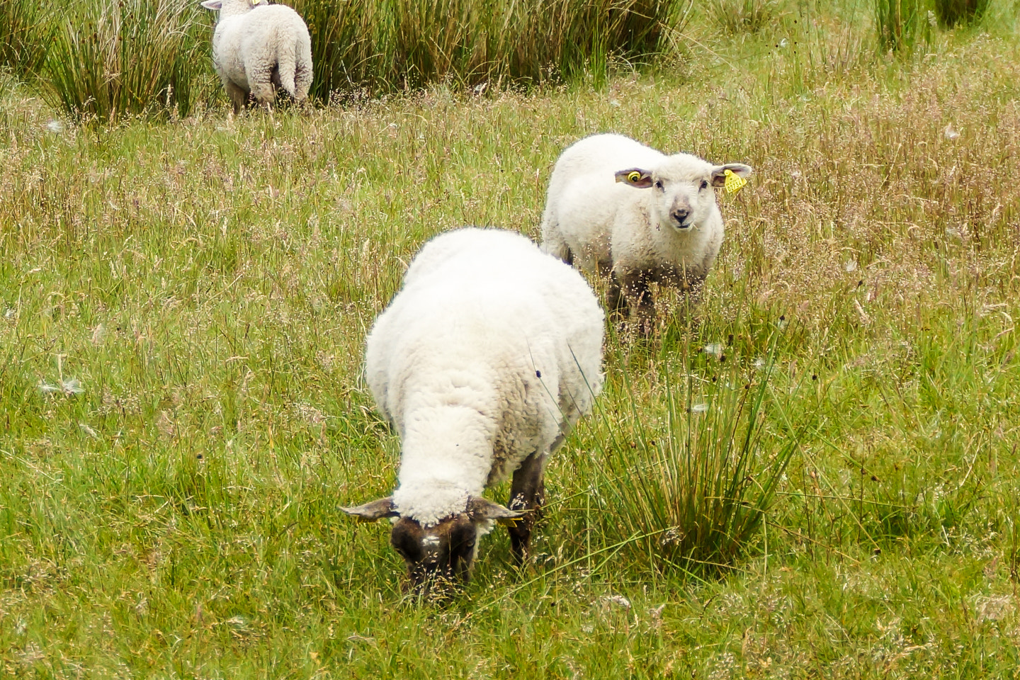 Sony DT 18-200mm F3.5-6.3 sample photo. Sheep photography