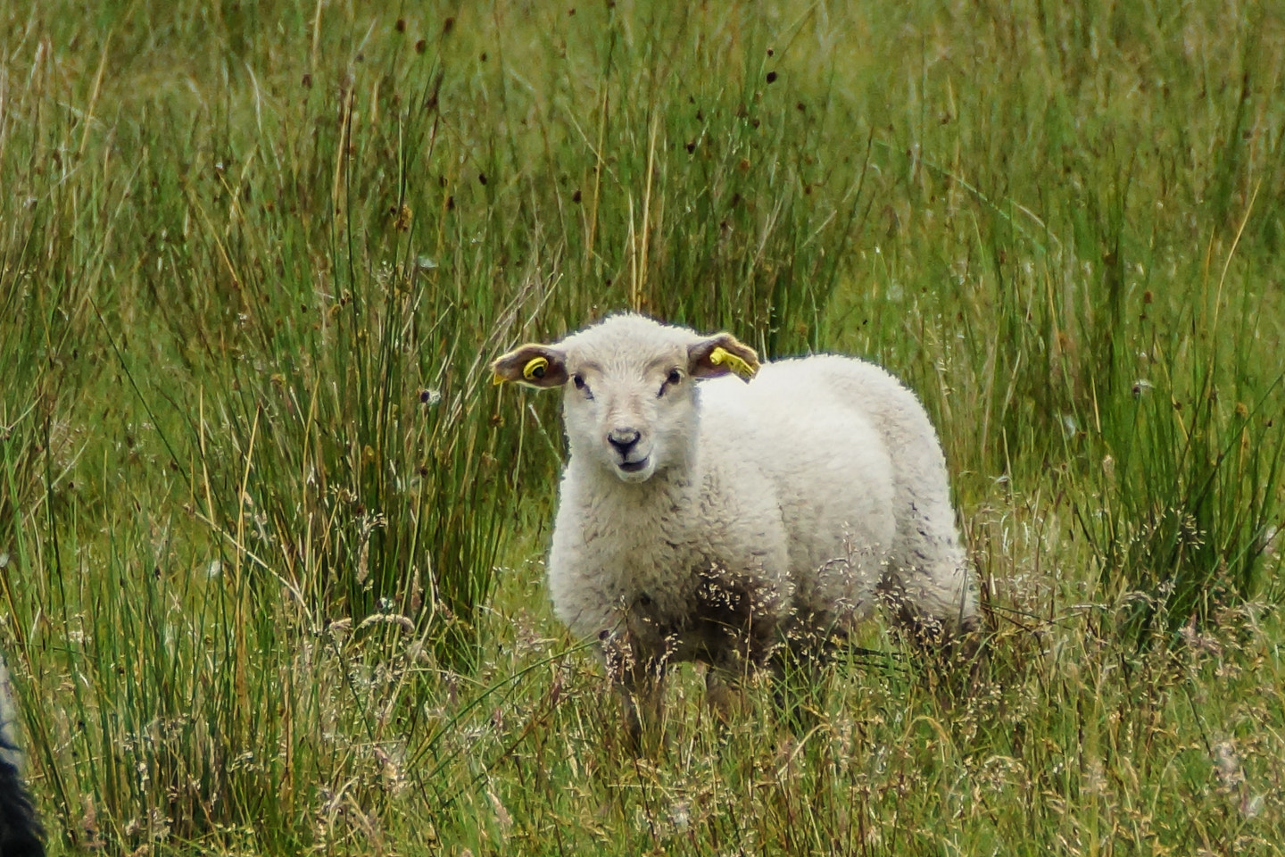 Sony DT 18-200mm F3.5-6.3 sample photo. Brave lamb photography