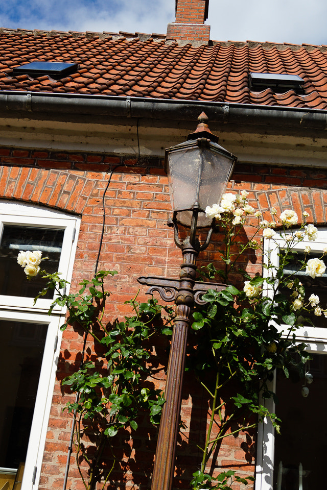 Sony DT 18-200mm F3.5-6.3 sample photo. Look up photography