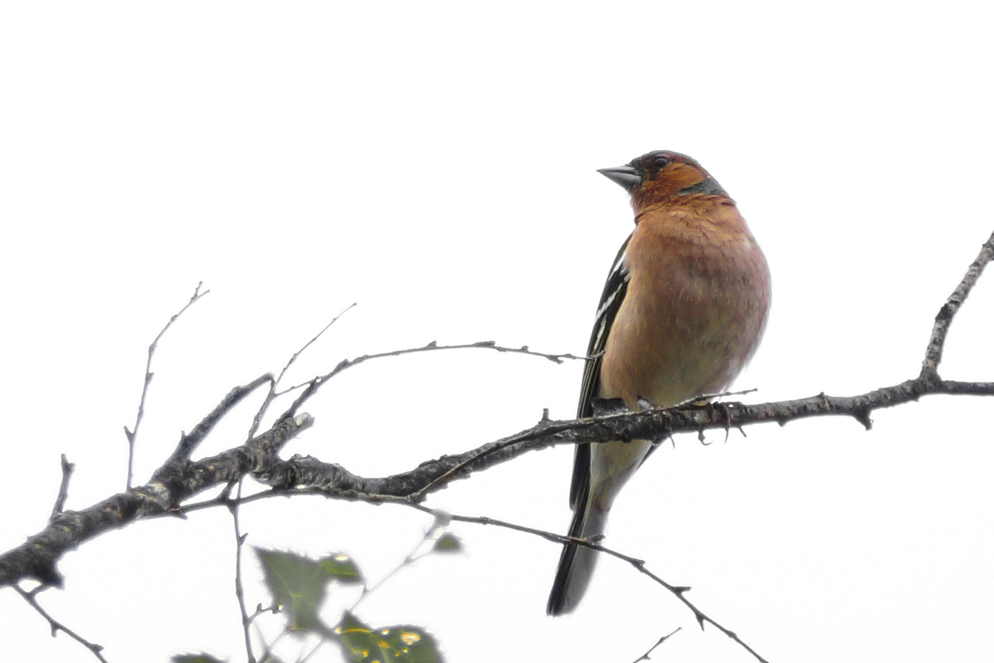 Sony DT 18-200mm F3.5-6.3 sample photo. Bird photography