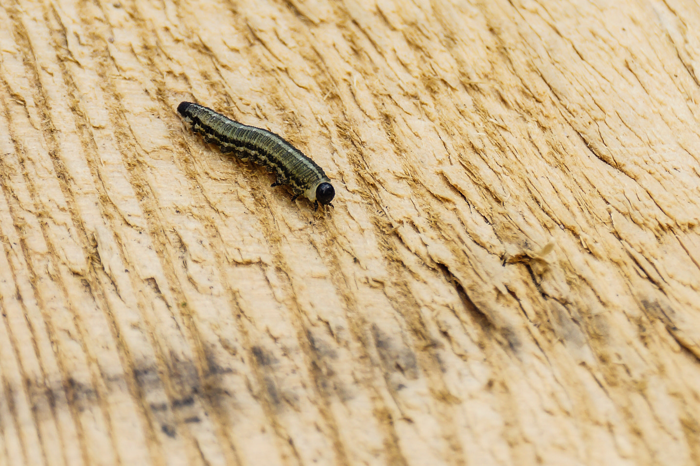 Sony DT 18-200mm F3.5-6.3 sample photo. Little bug photography