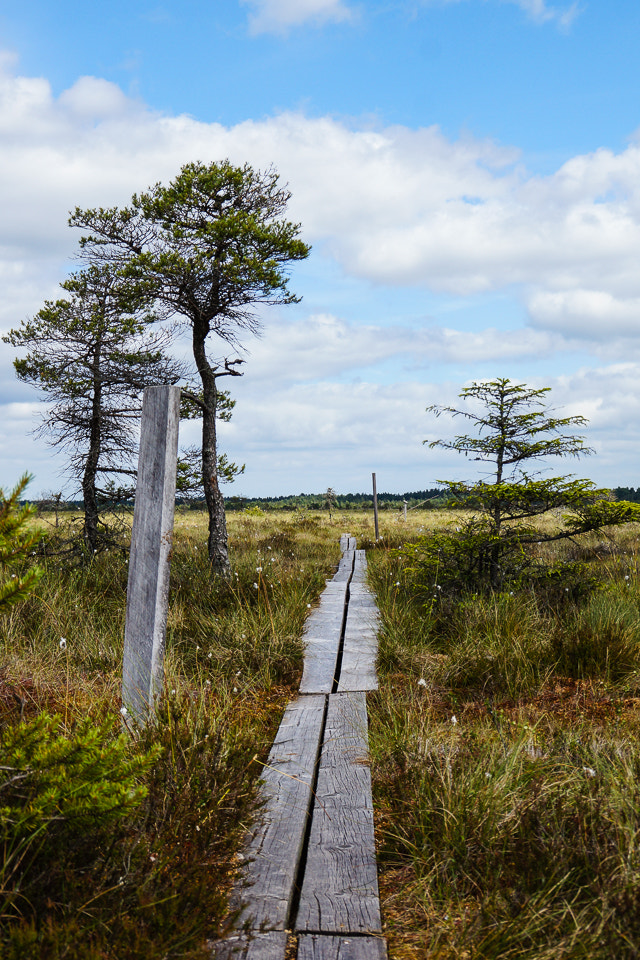 Sony DT 18-200mm F3.5-6.3 sample photo. Boardwalk photography