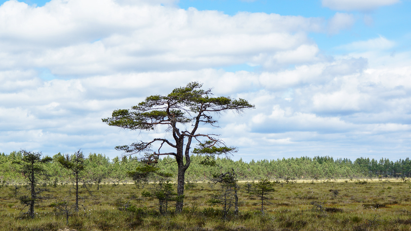 Sony DT 18-200mm F3.5-6.3 sample photo. Blue skies and trees photography