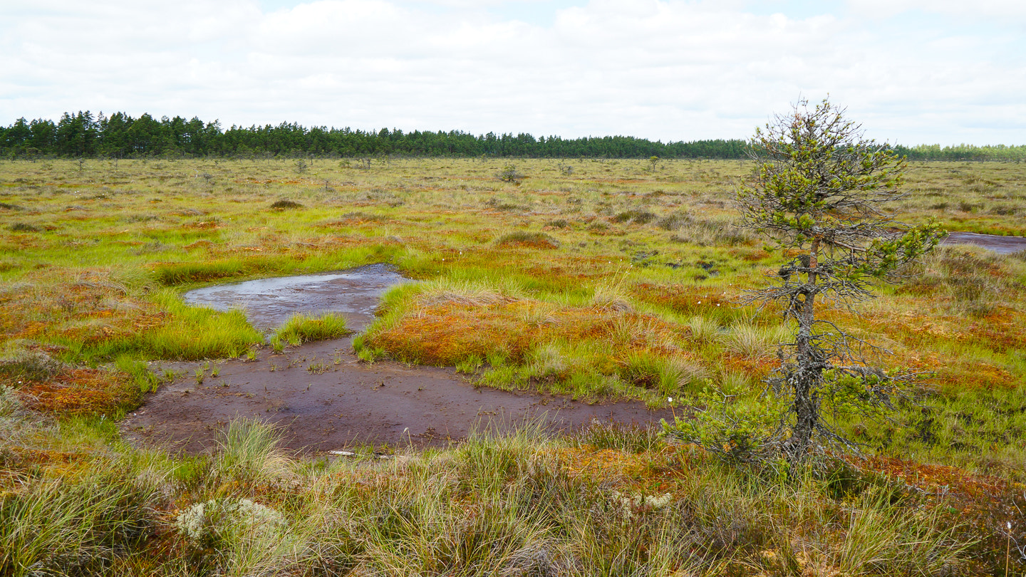 Sony SLT-A77 + Sony DT 18-200mm F3.5-6.3 sample photo. Swamp photography