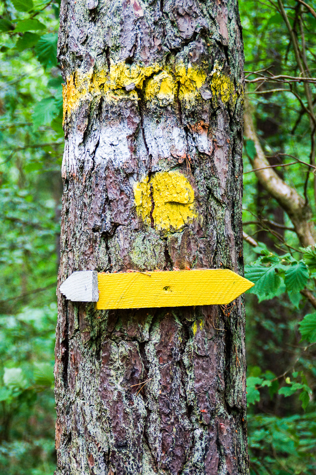 Sony SLT-A77 + Sony DT 18-200mm F3.5-6.3 sample photo. Trail goes this way photography