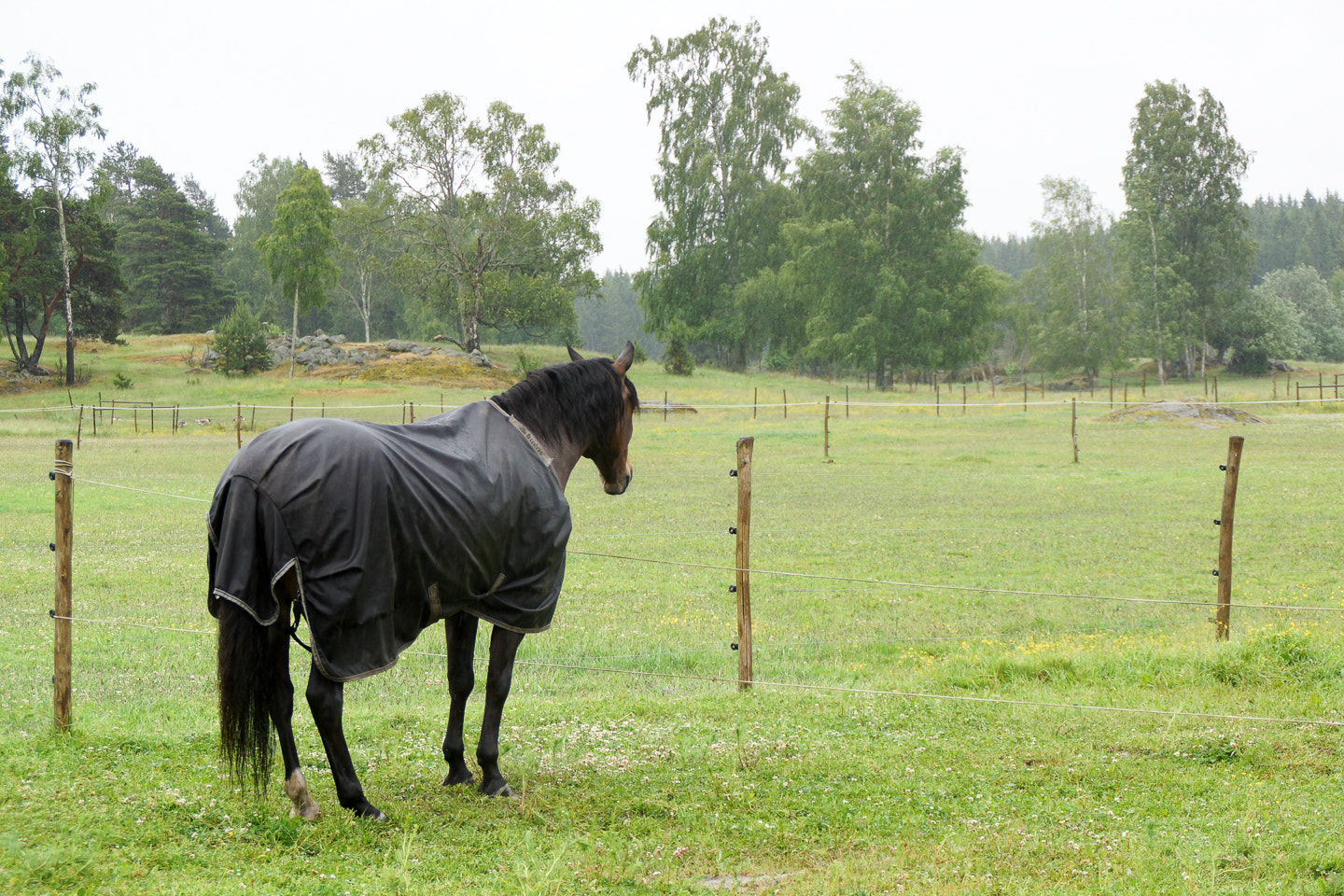Sony DT 18-200mm F3.5-6.3 sample photo. Mopey horse photography