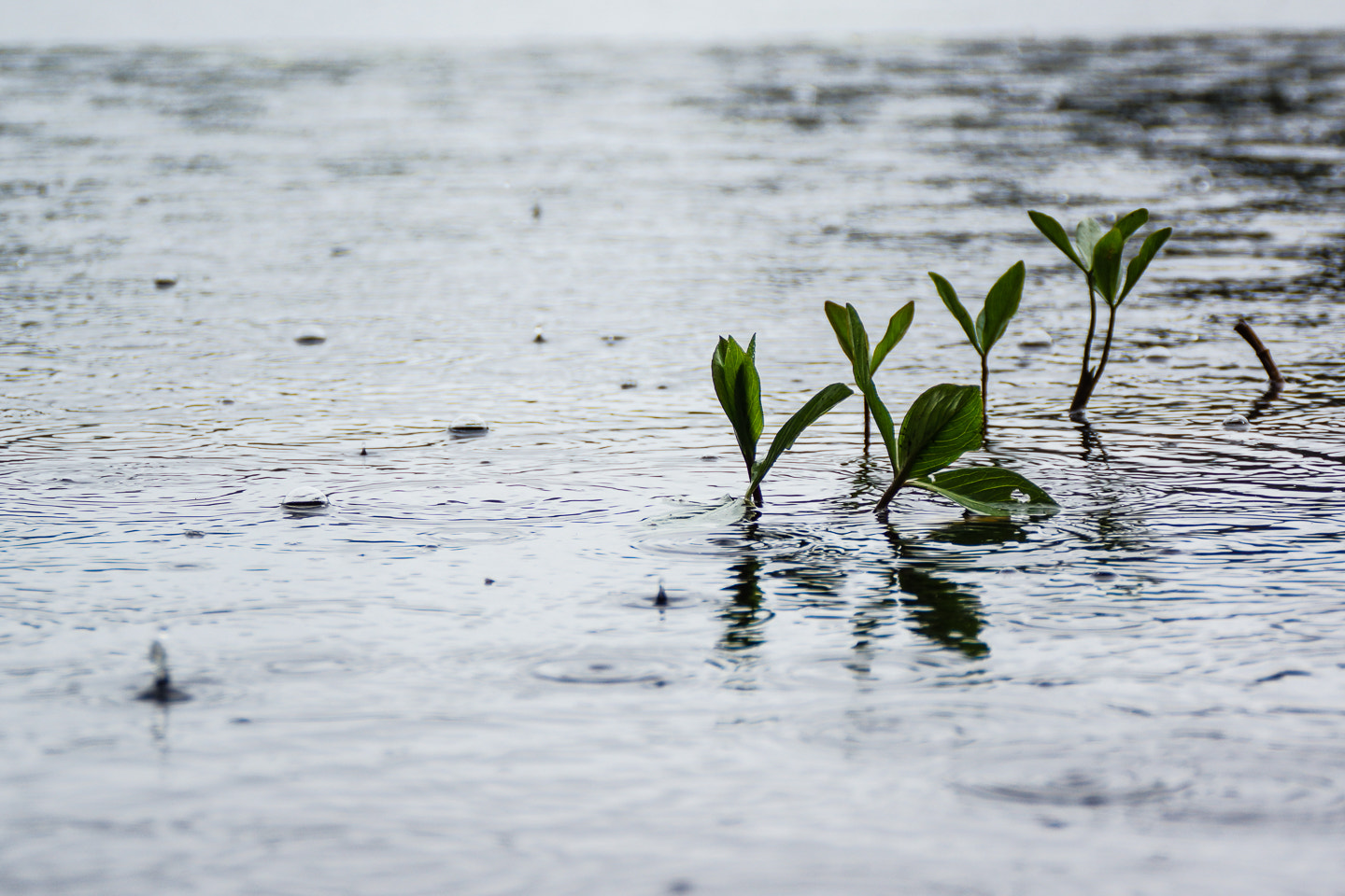 Sony DT 18-200mm F3.5-6.3 sample photo. Rainy day photography