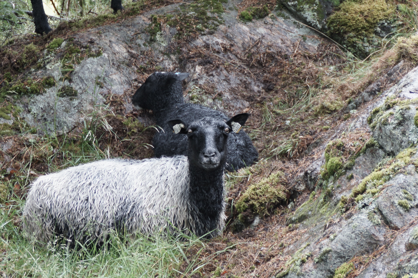 Sony DT 18-200mm F3.5-6.3 sample photo. Sheep photography