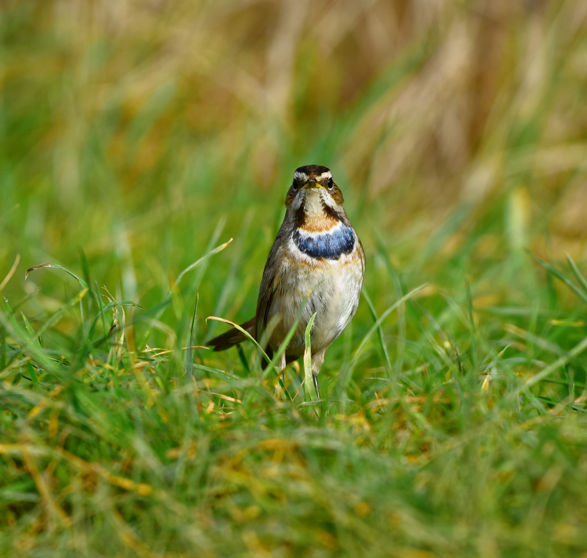 Sigma 500mm F4.5 EX DG HSM sample photo. Plucky bluethroat photography