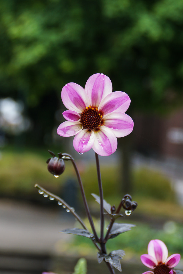 Sony DT 18-200mm F3.5-6.3 sample photo. Flower photography