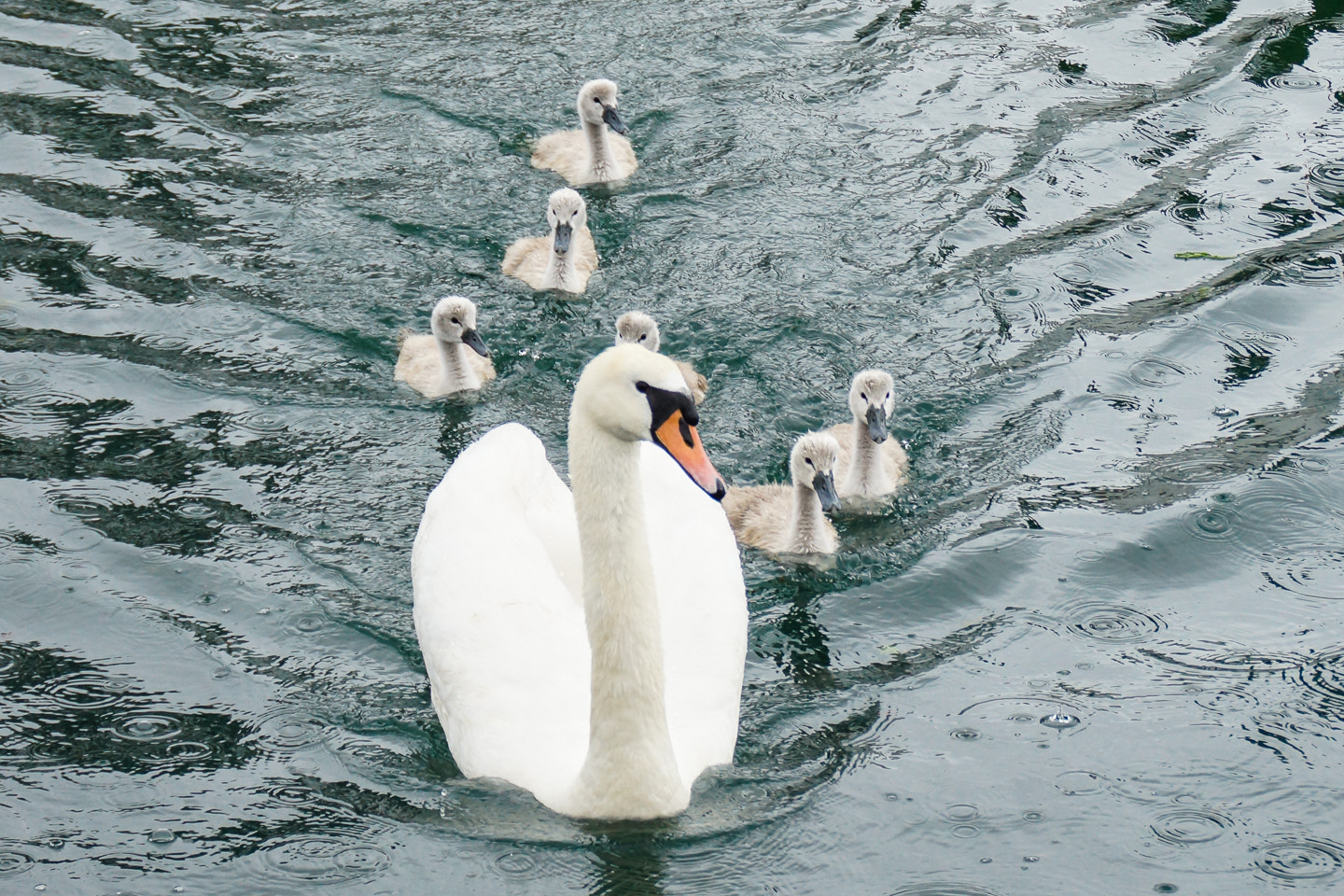 Sony SLT-A77 sample photo. Swans photography