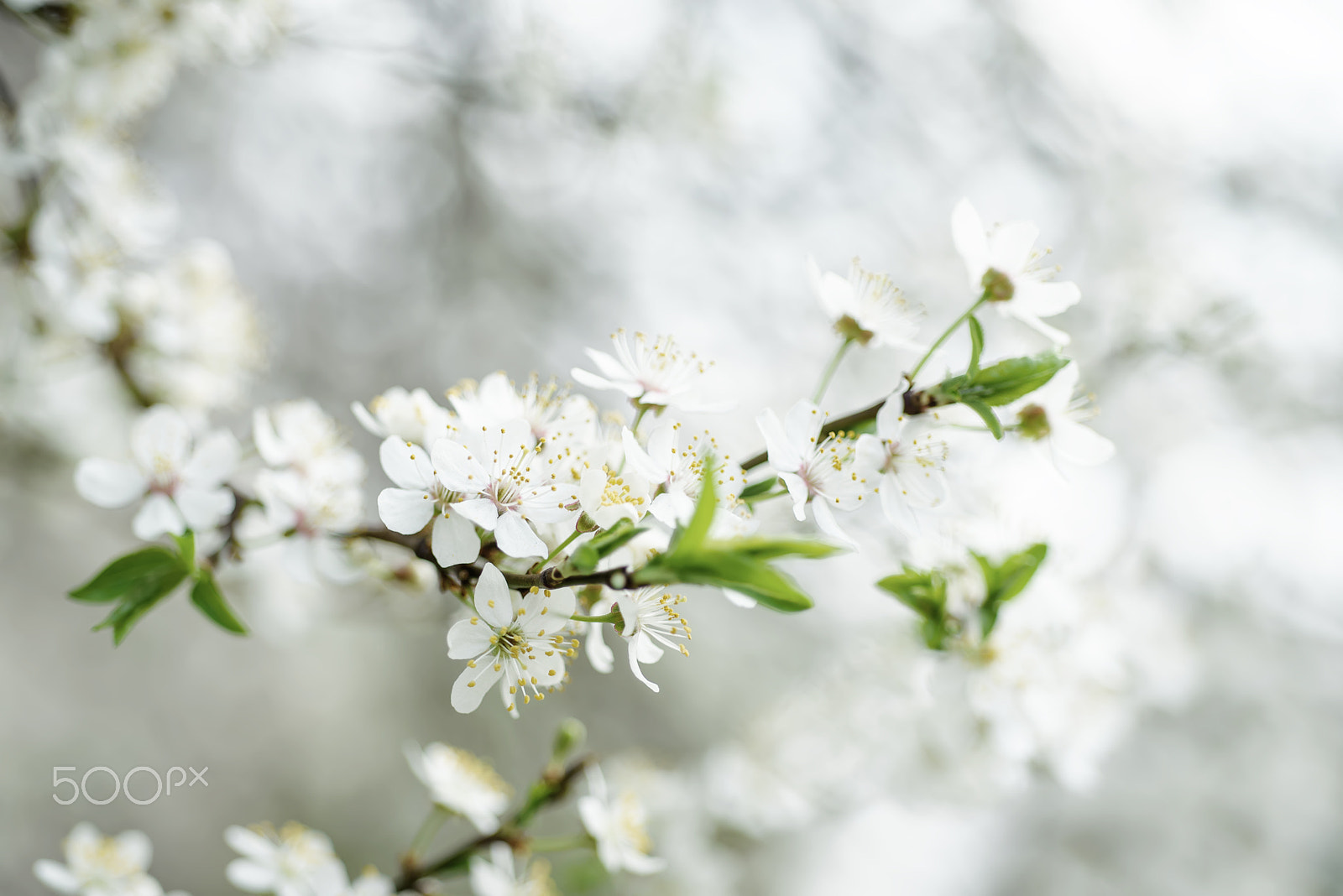 Nikon D750 sample photo. Cherry spring flowers photography