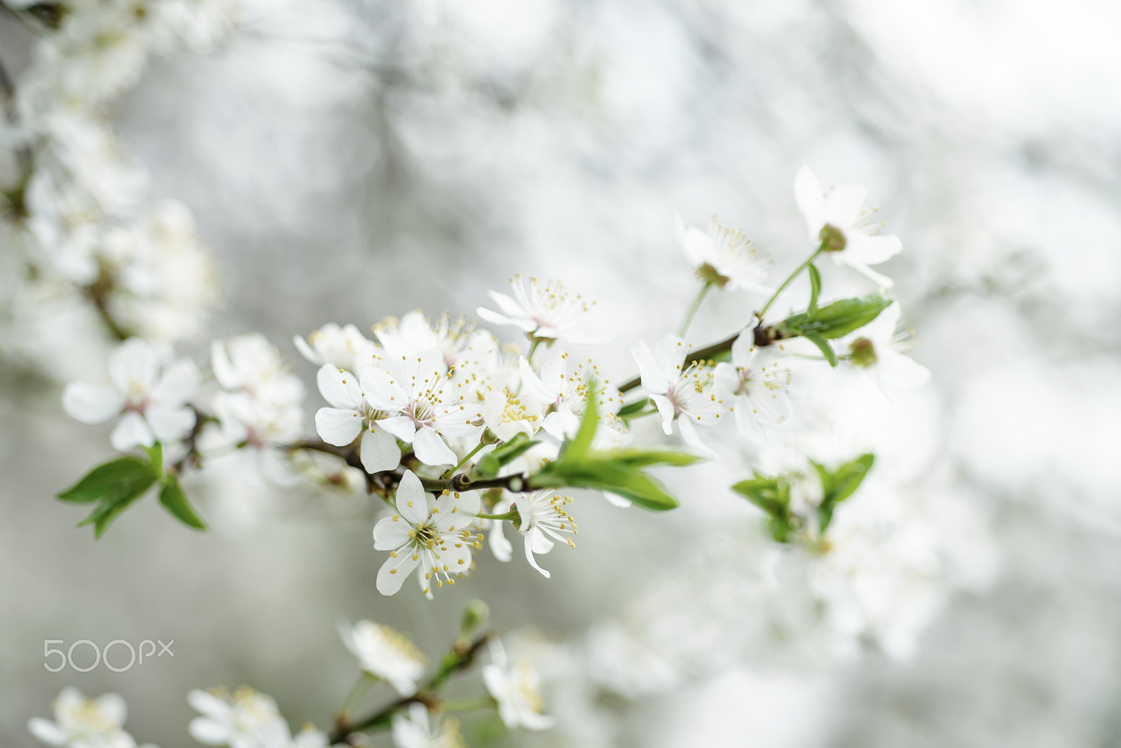 Nikon AF Micro-Nikkor 60mm F2.8D sample photo. Cherry spring flowers photography