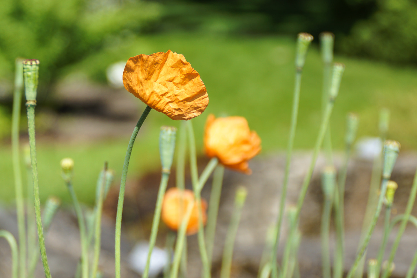 Sony DT 18-200mm F3.5-6.3 sample photo. Flowers photography