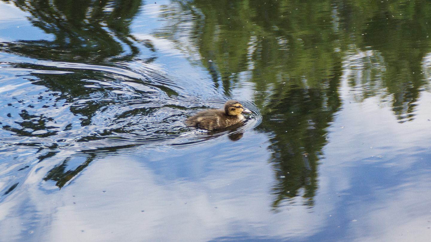 Sony SLT-A77 sample photo. Duckling photography