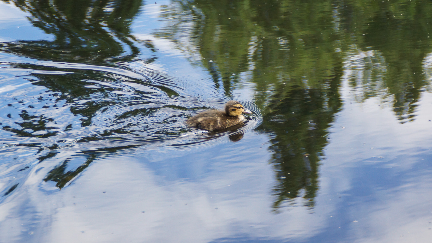 Sony DT 18-200mm F3.5-6.3 sample photo. Duckling photography