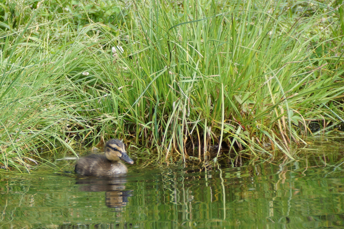 Sony DT 18-200mm F3.5-6.3 sample photo. Duckling 2 photography