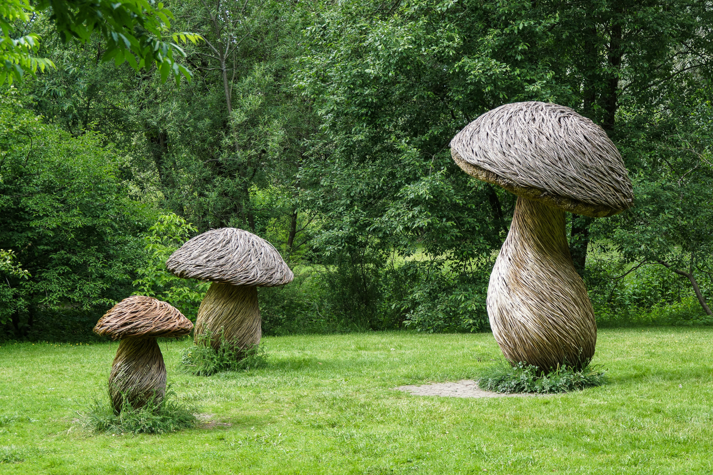 Sony DT 18-200mm F3.5-6.3 sample photo. Mushrooms photography