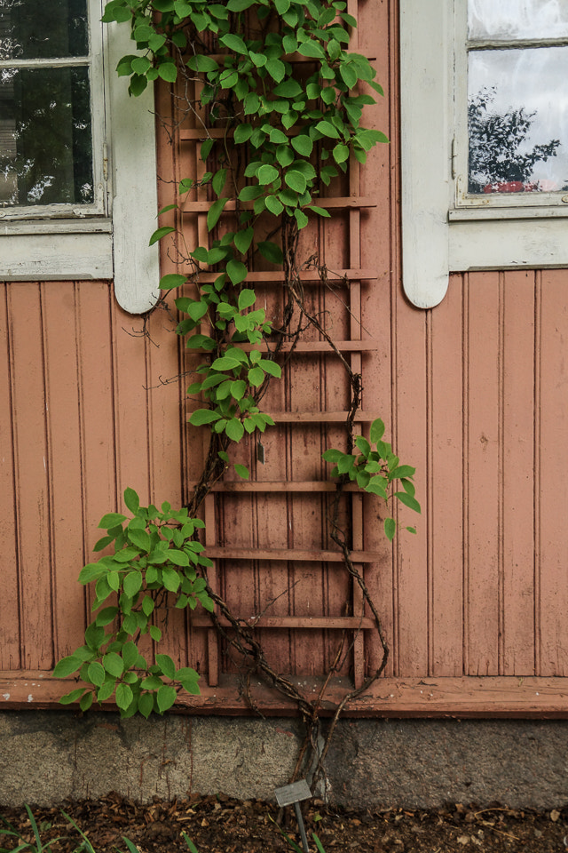Sony DT 18-200mm F3.5-6.3 sample photo. Vines photography