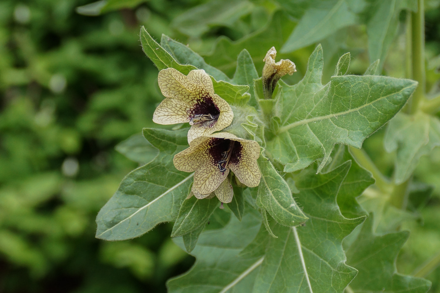 Sony DT 18-200mm F3.5-6.3 sample photo. Flowers photography