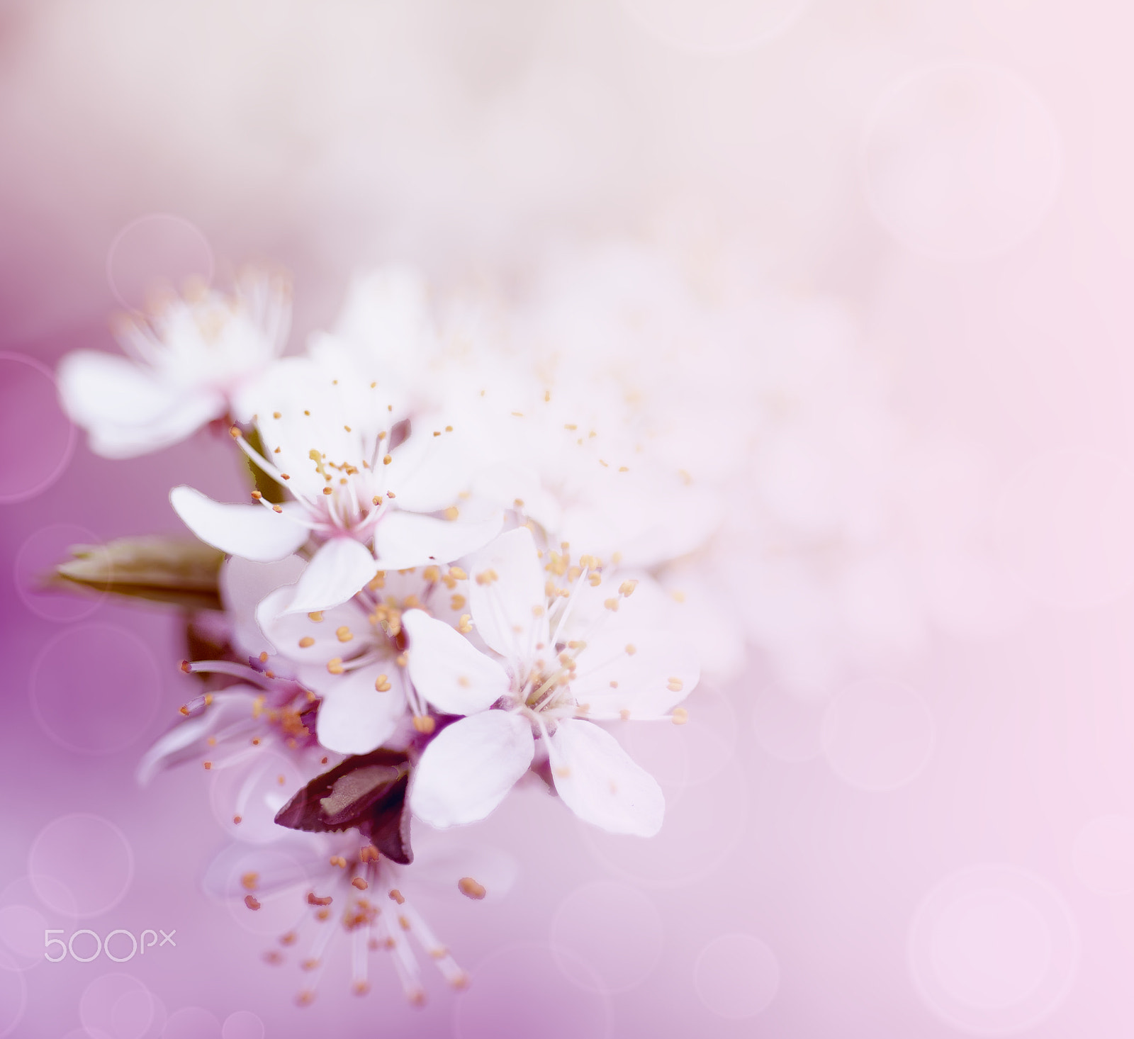 Nikon AF Micro-Nikkor 60mm F2.8D sample photo. Plum spring flowers photography