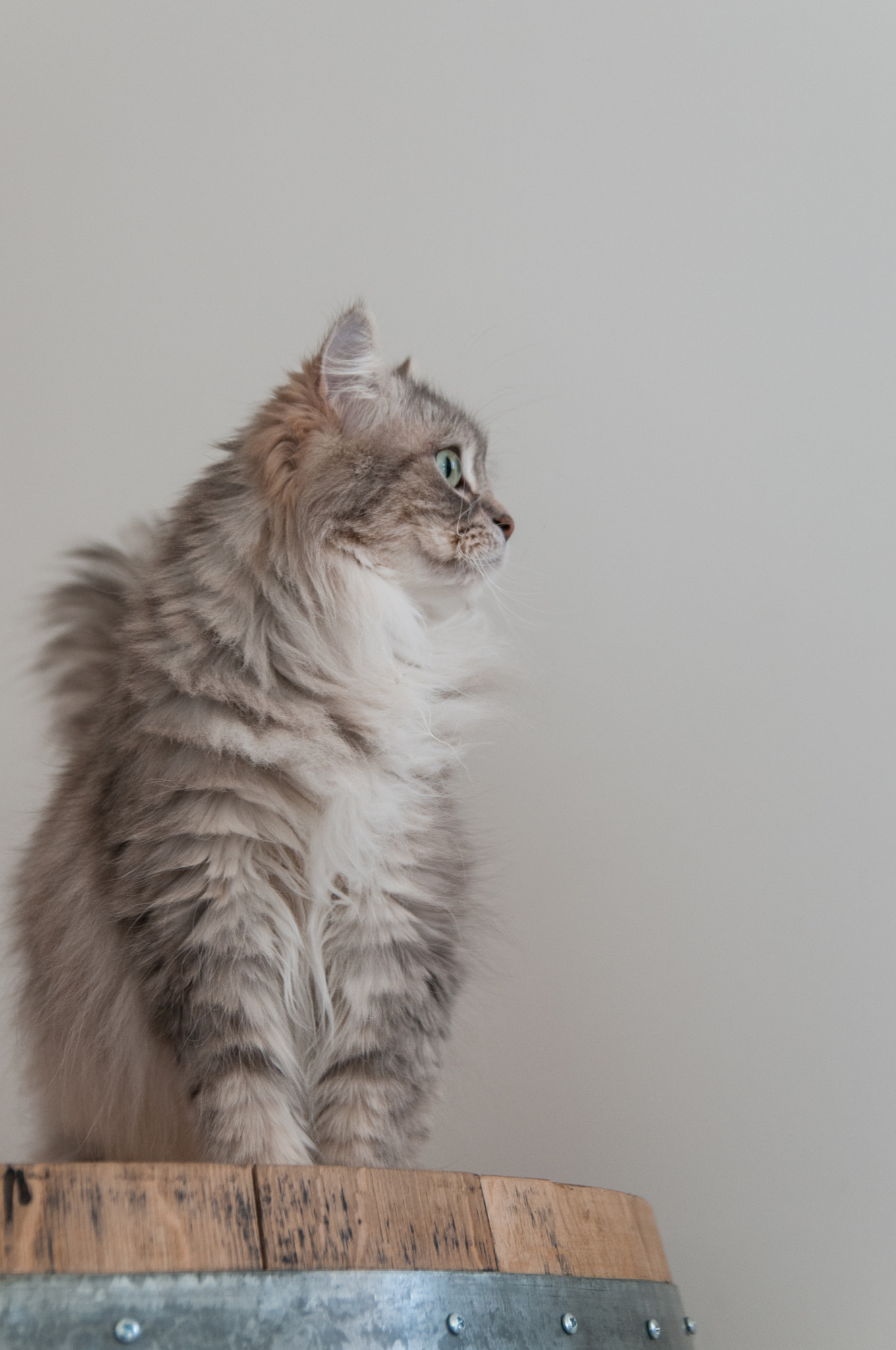 Nikon D300 sample photo. Ivy photography