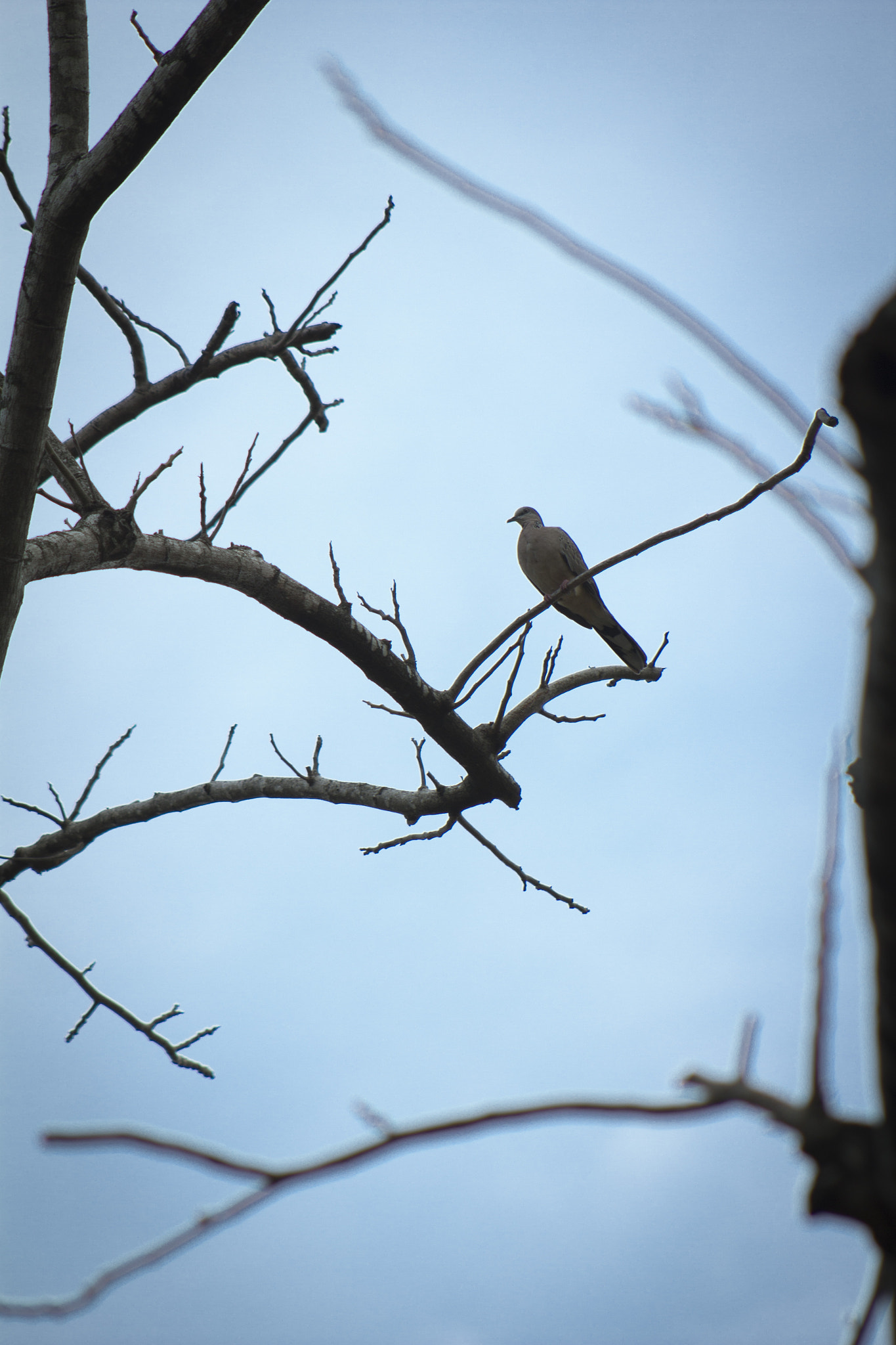 Canon EOS 60D + EF75-300mm f/4-5.6 sample photo. Chilly morning photography