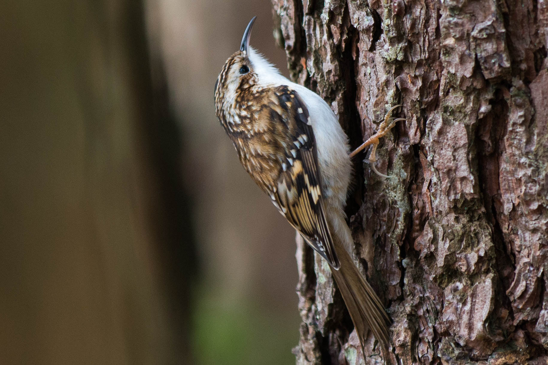 Canon EF 70-200mm F2.8L IS II USM sample photo. Tree creeper photography