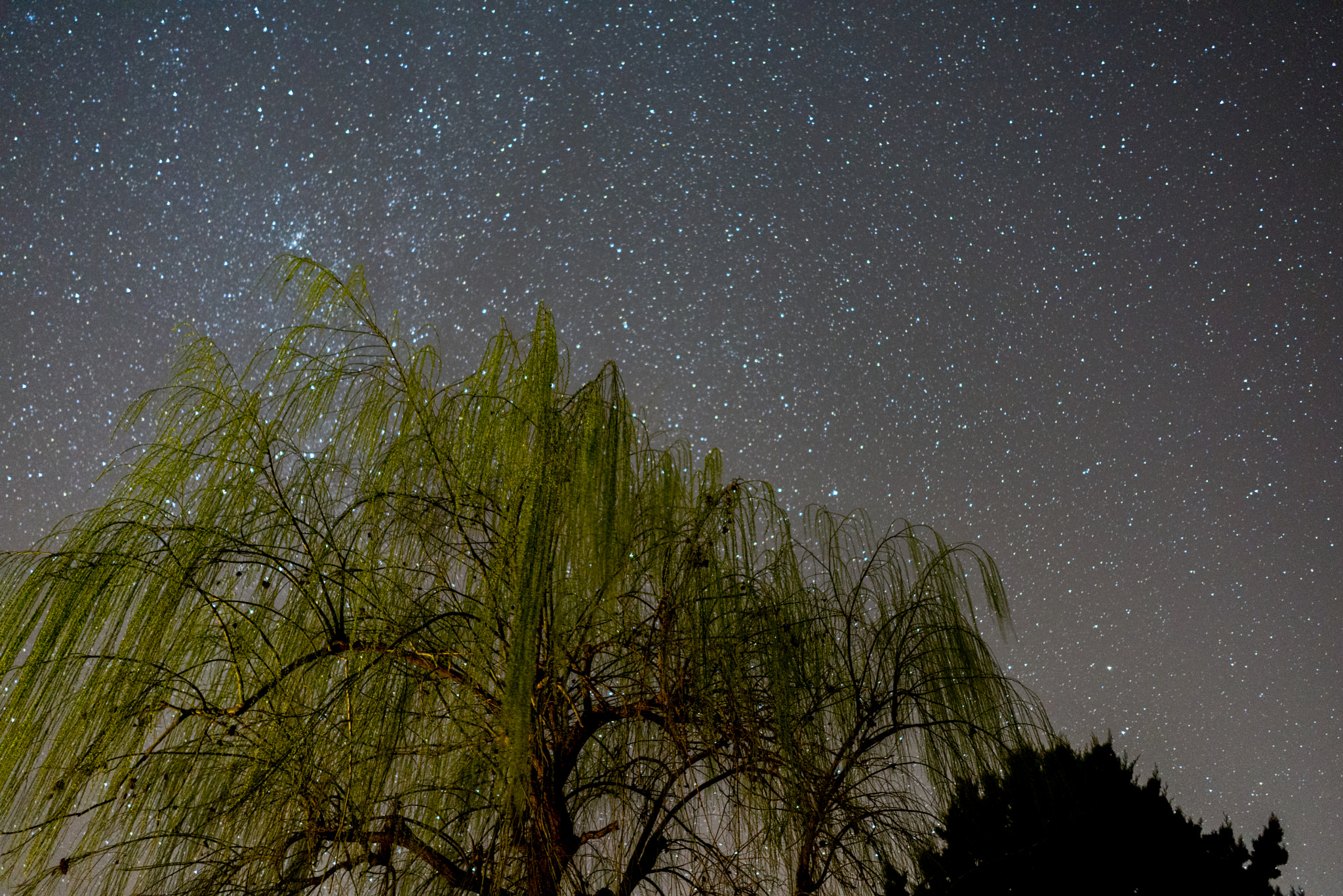 Sony a7R II sample photo. Wipping willow under the starry sky photography