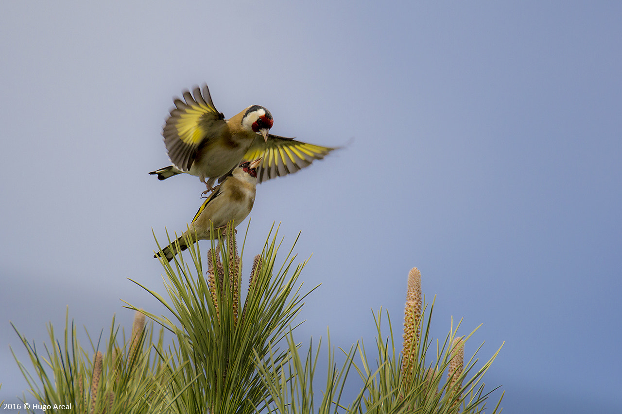 Tamron SP 150-600mm F5-6.3 Di VC USD sample photo. European goldfinch photography
