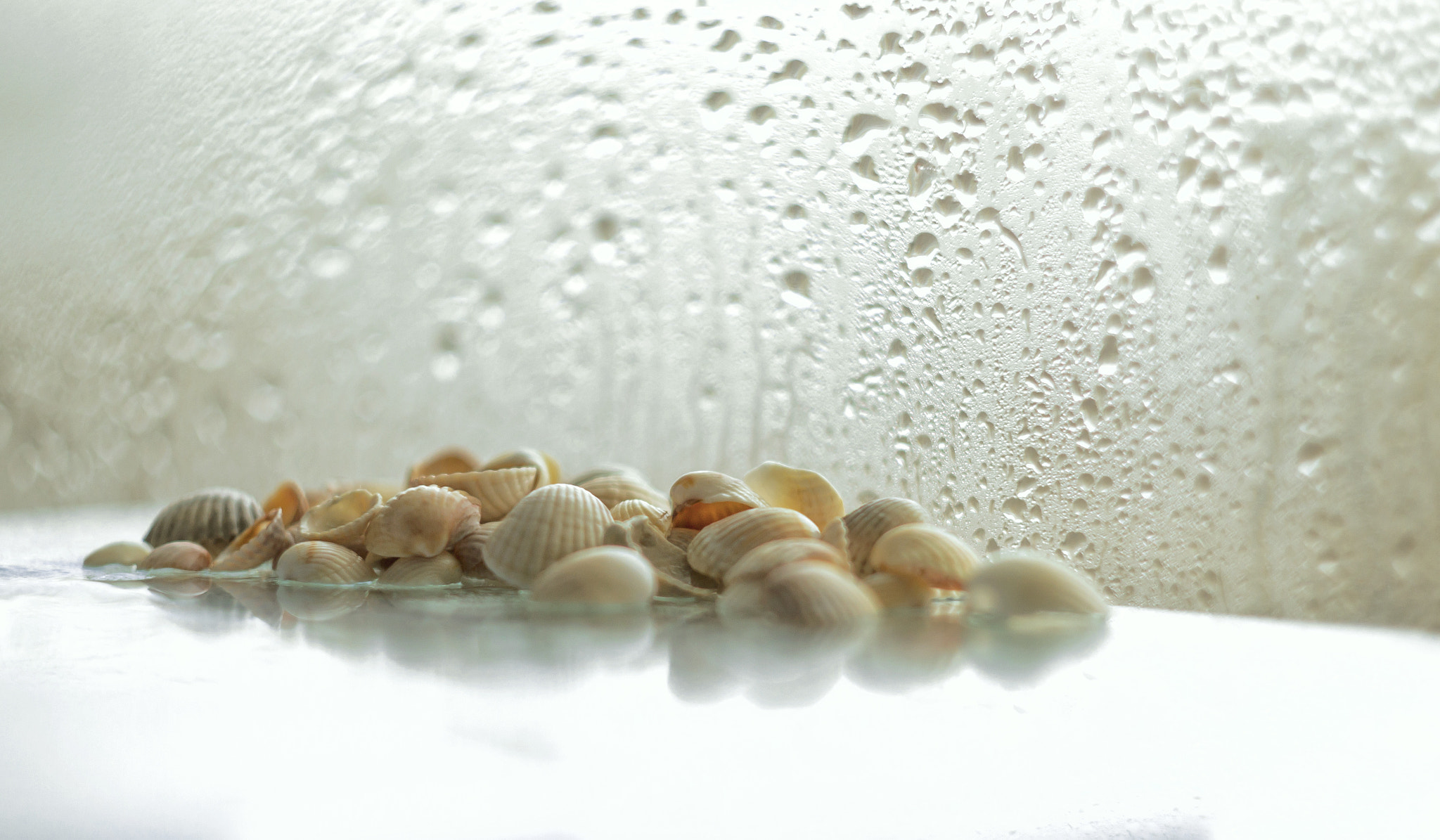 Canon EF 35-80mm f/4-5.6 sample photo. Ракушки photography