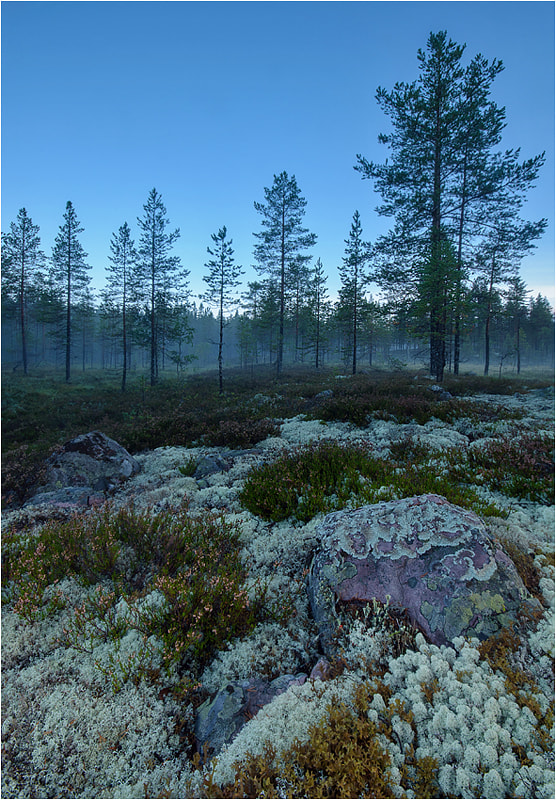 Nikon D300S sample photo. °°° swedish forest °°° photography