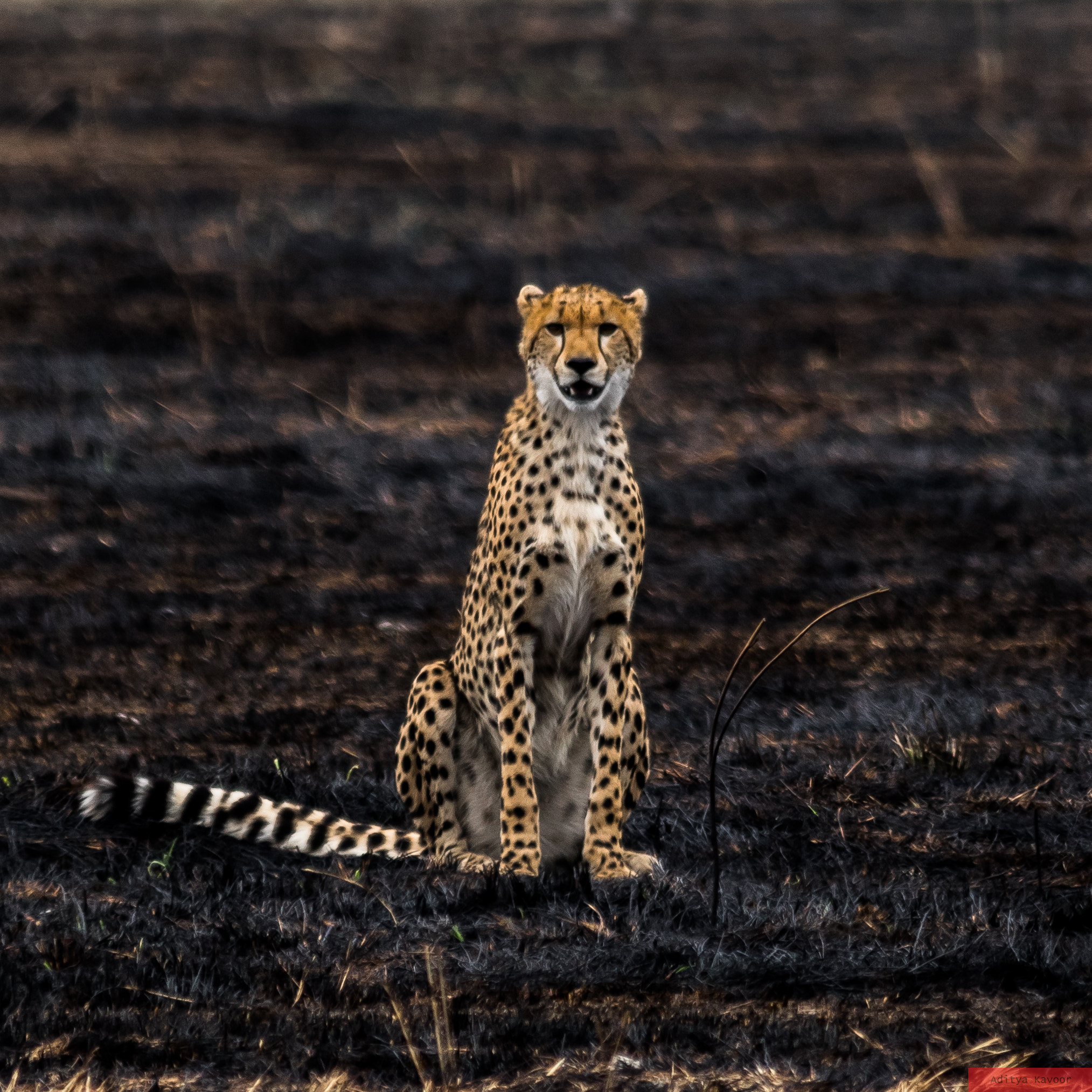 Sigma 150-500mm F5-6.3 DG OS HSM sample photo. Cheetah at maasai mara photography