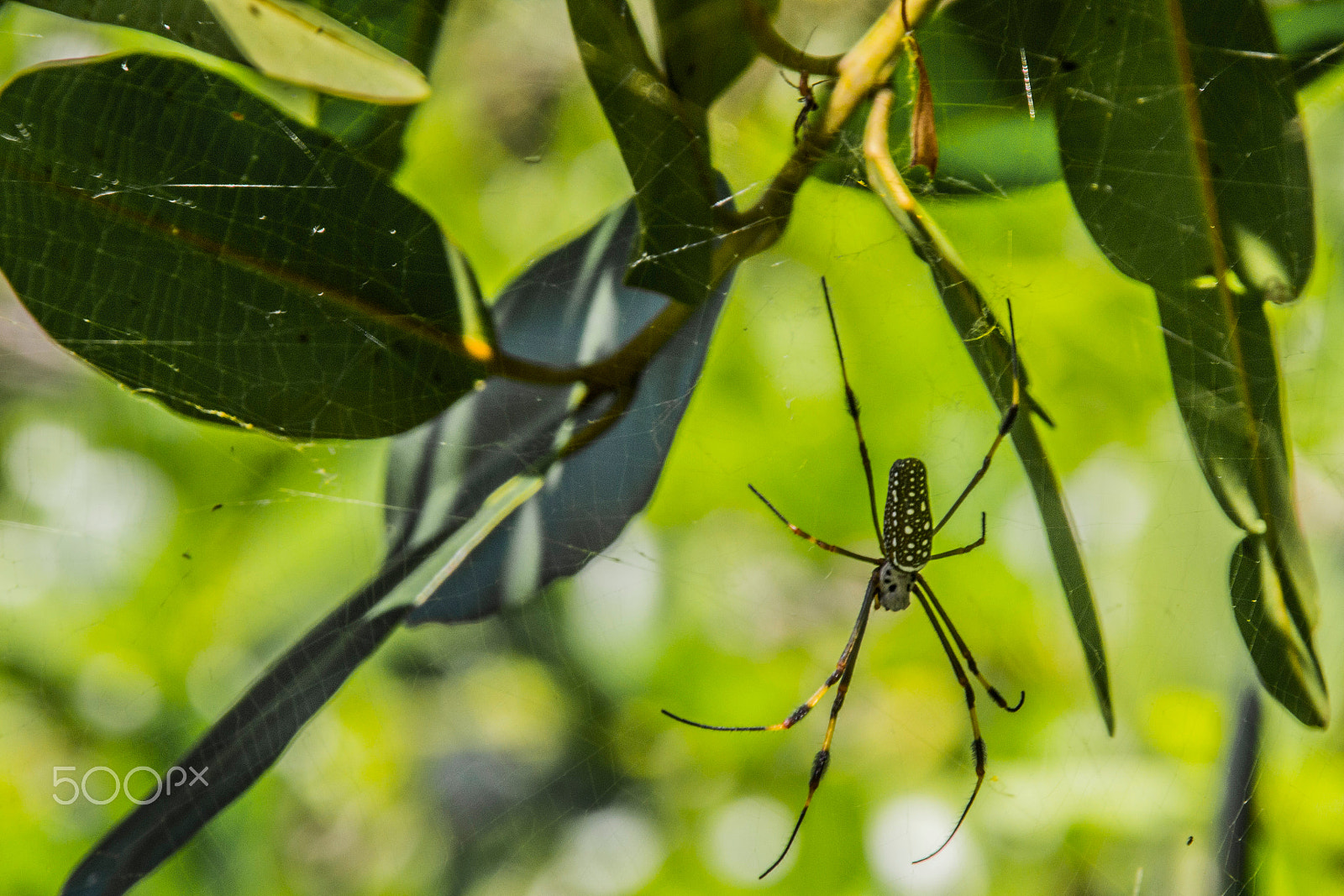 Canon EOS 600D (Rebel EOS T3i / EOS Kiss X5) sample photo. Golden orb weaver spider photography