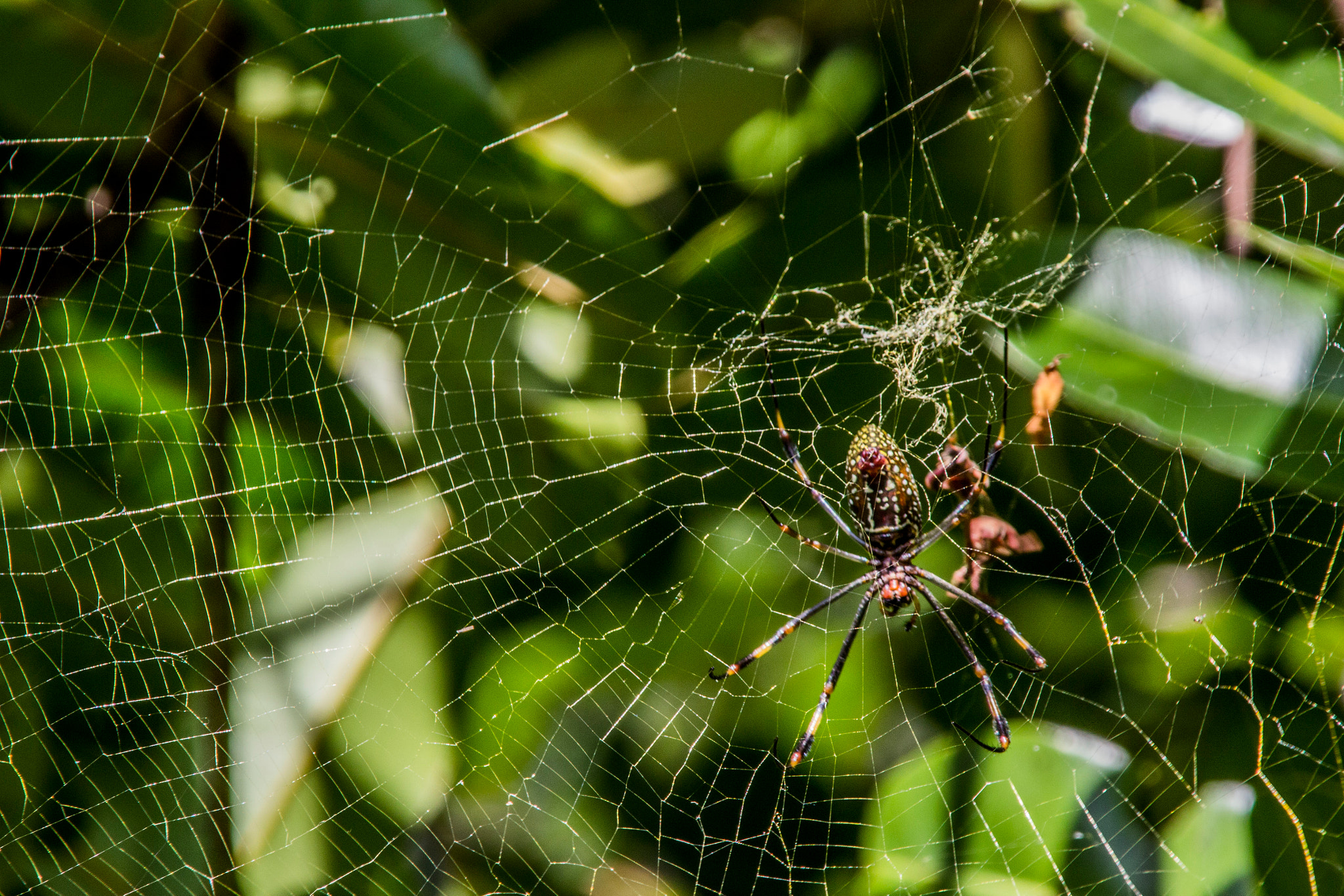 Canon EOS 600D (Rebel EOS T3i / EOS Kiss X5) sample photo. Golden orb spider belly photography