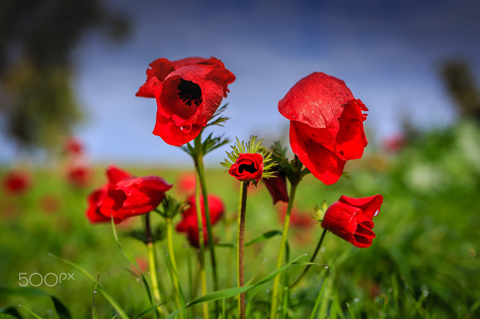 Canon EOS 6D + Tamron SP 35mm F1.8 Di VC USD sample photo. Group of anemones photography